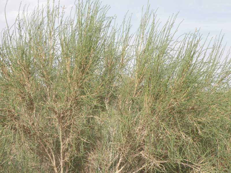 �Ҥ�iphone 1585.jpg