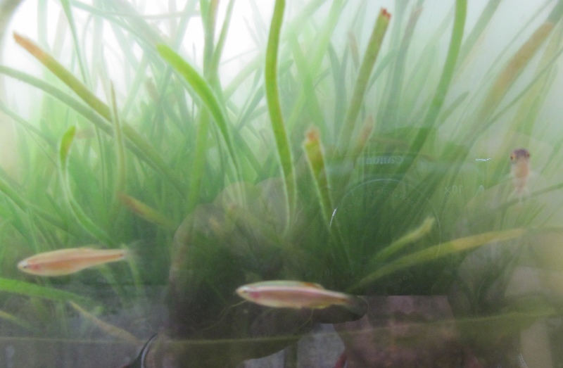 ���ƽ�˿��Tanichthys albonubes