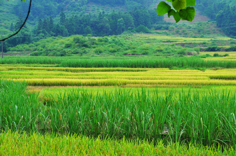 ������ǭ�� 715.jpg