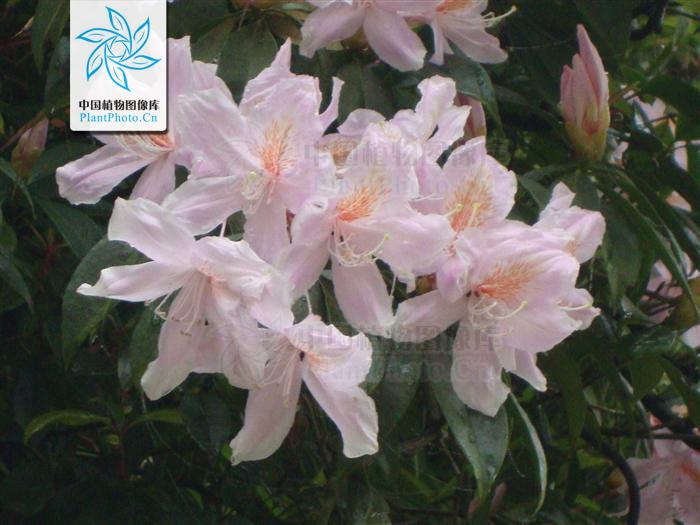 ͼƬ��������