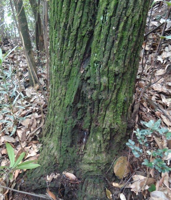 �޺��� 2.jpg