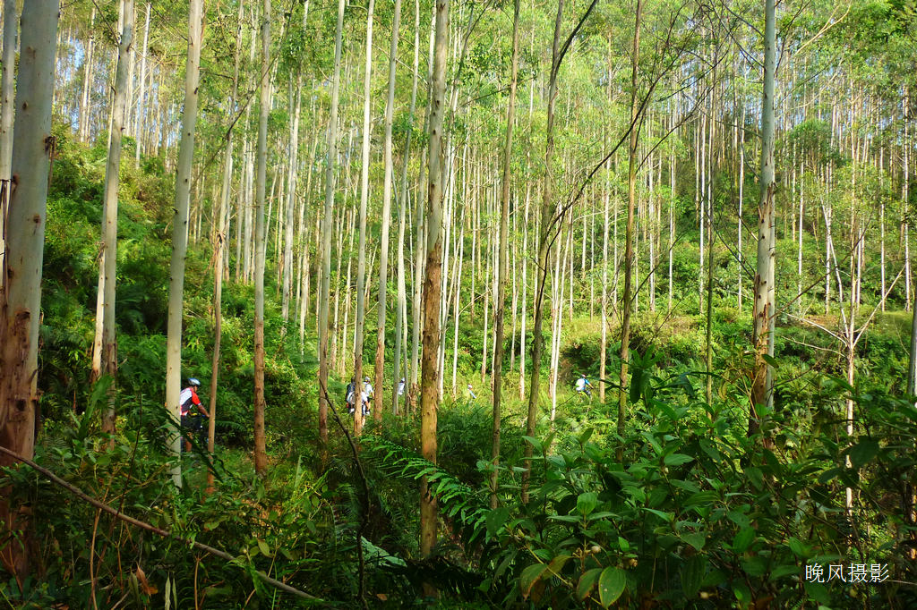 ����û��ɭ��