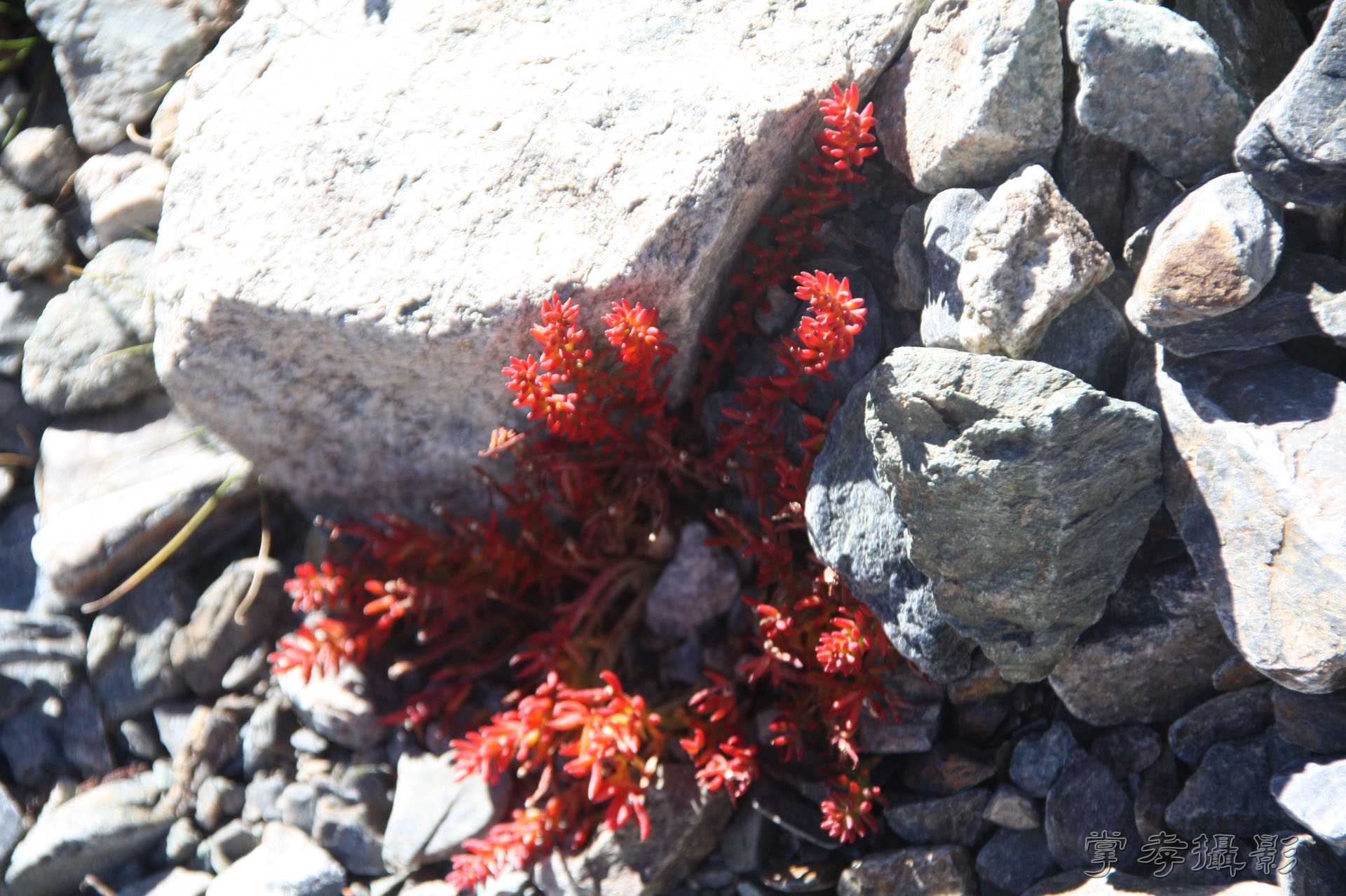 ͽ����Խ��ɽ����̾�����½� (546).jpg