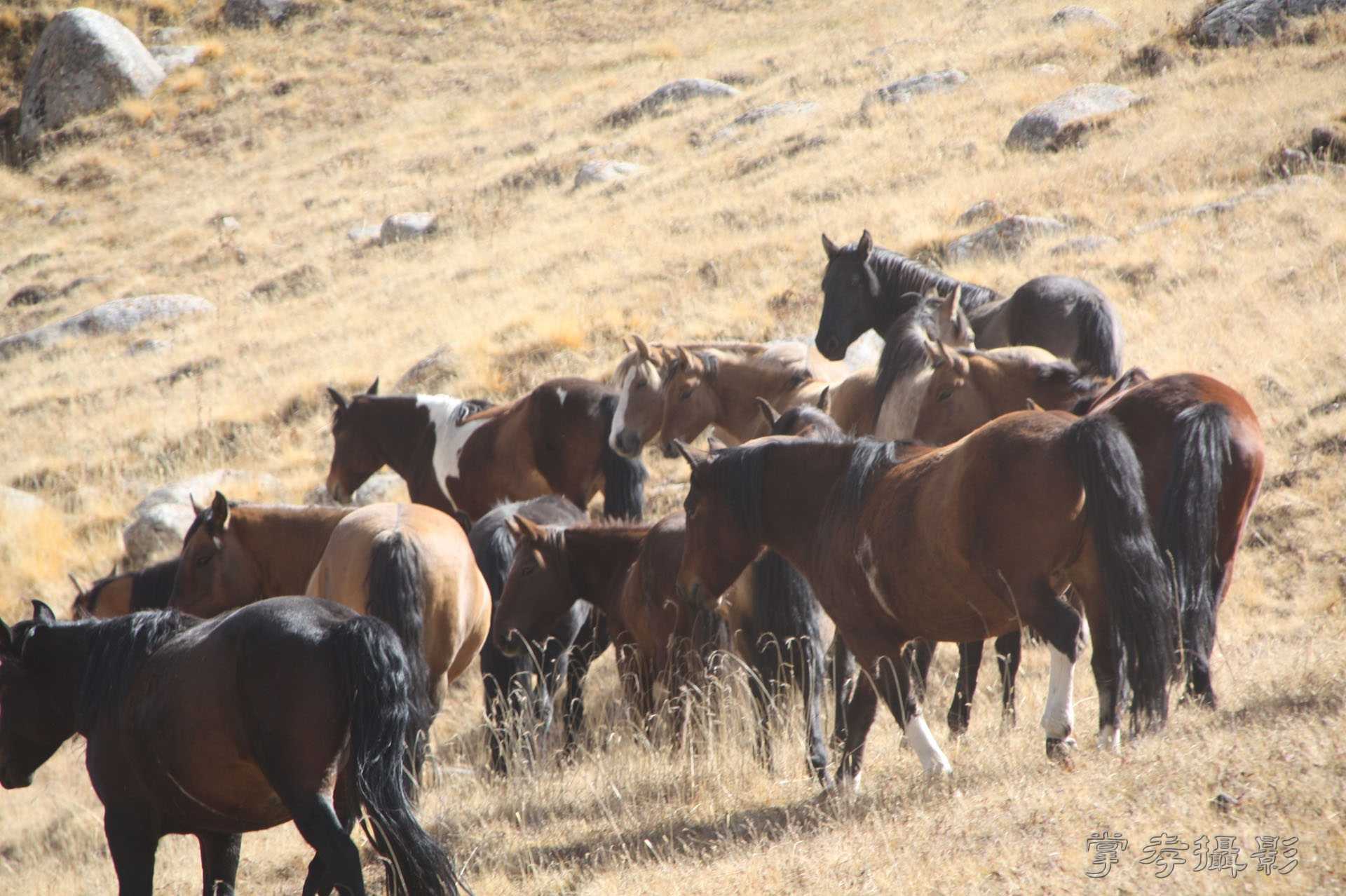 ͽ����Խ��ɽ����̾�����½� (684).jpg