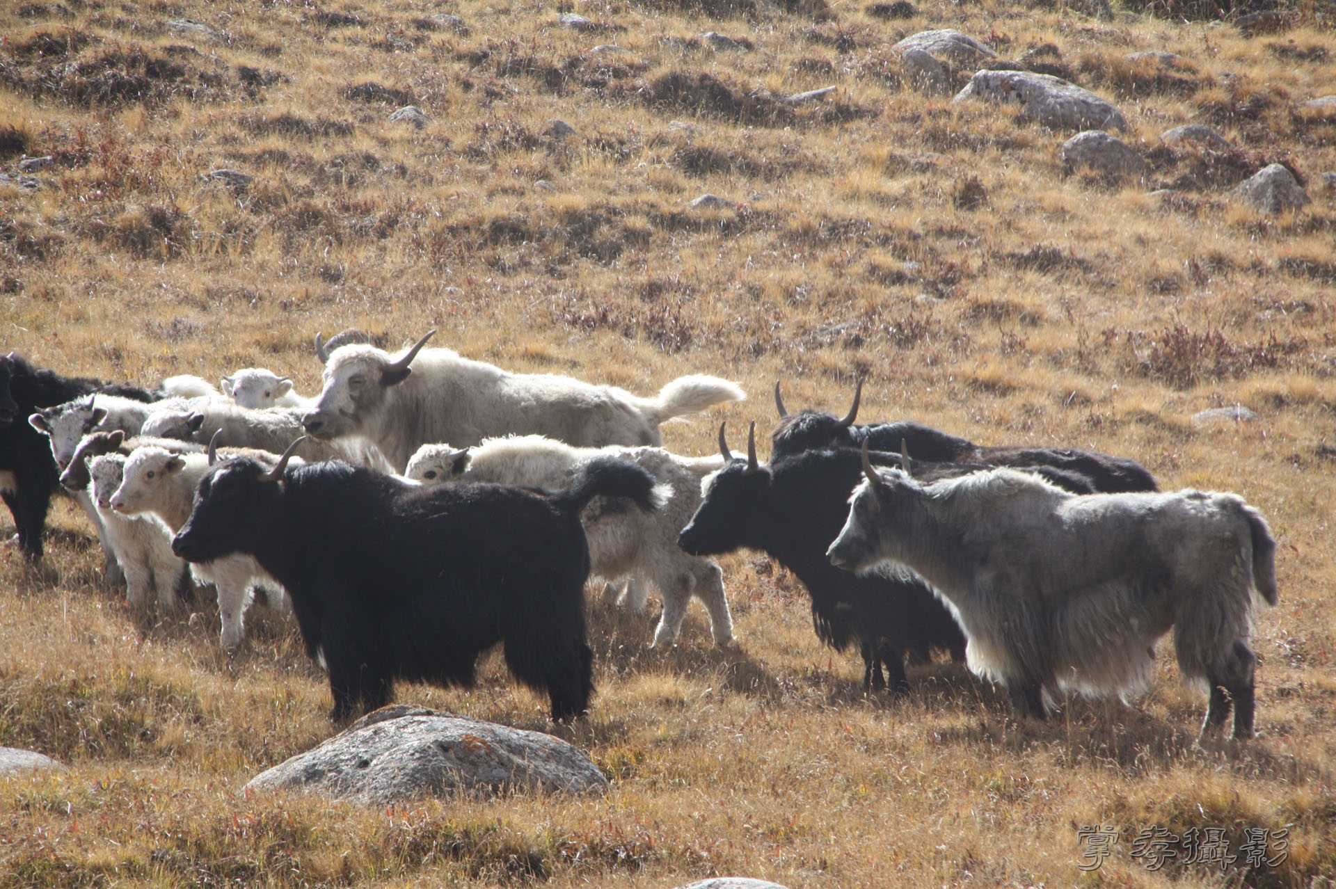 ͽ����Խ��ɽ����̾�����½� (683).jpg