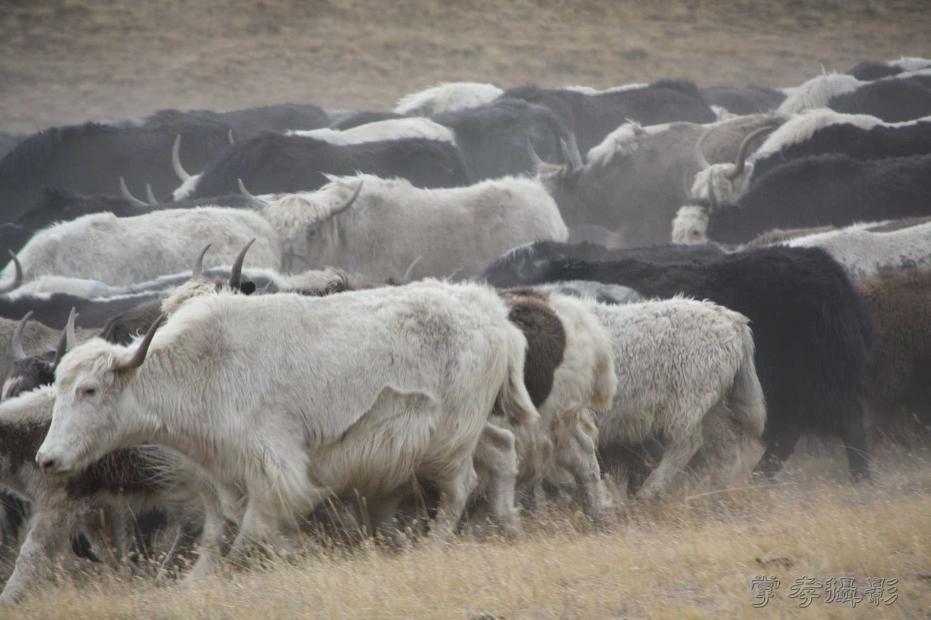 ͽ����Խ��ɽ����̾�����½� (731).jpg