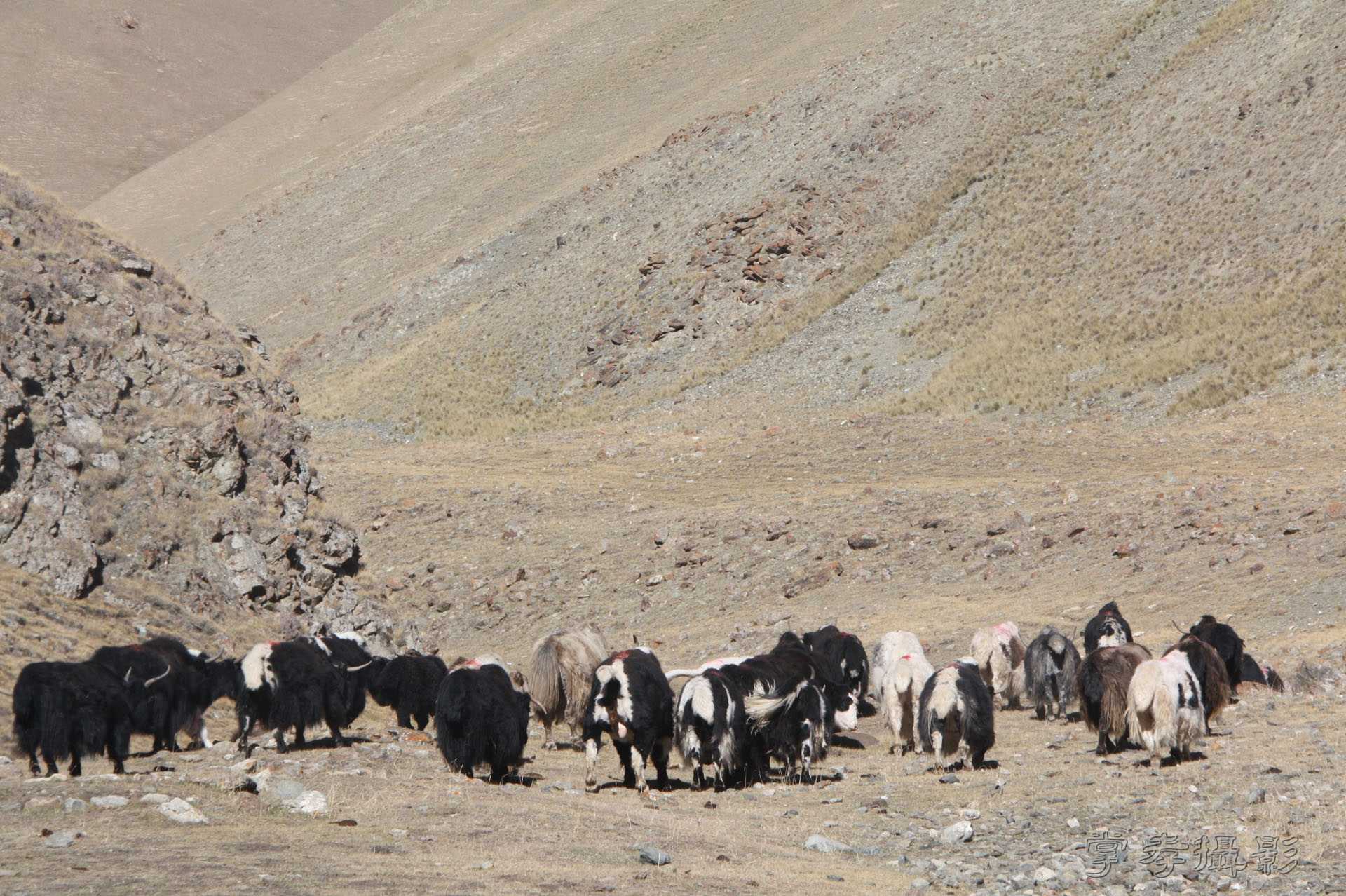 ͽ����Խ��ɽ����̾�����½� (825).jpg