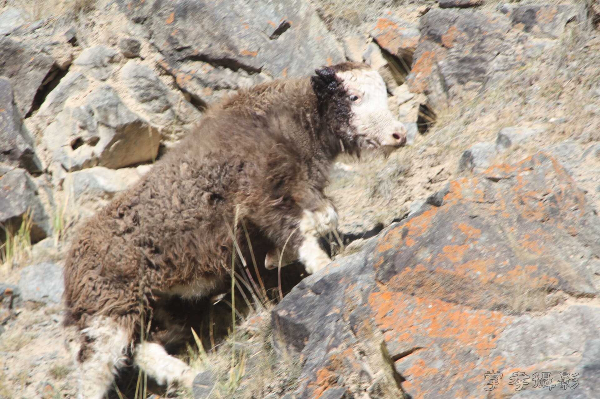 ͽ����Խ��ɽ����̾�����½� (837).jpg