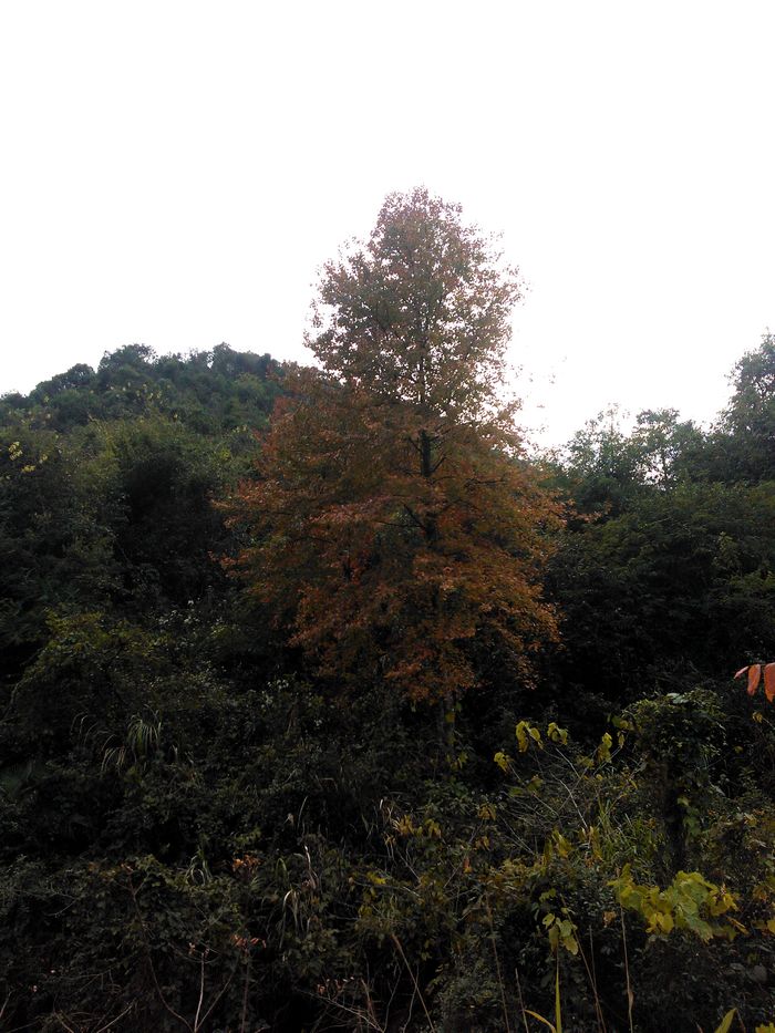 ������ɽ�ķ�Ҷ����