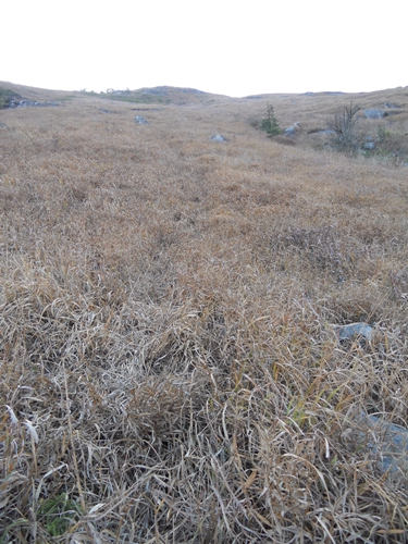 ���Ĵ����