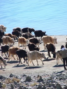 ����ߵ���ţ