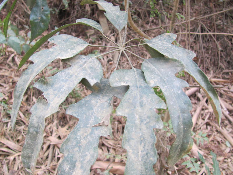 ��Ҷ���Ʋ�