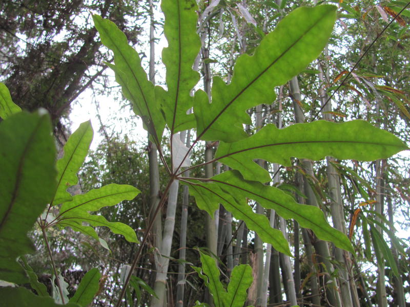 ��Ҷ���Ʋ�