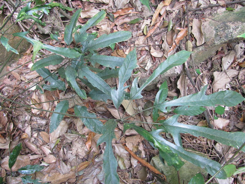 ��Ҷ���Ʋ�