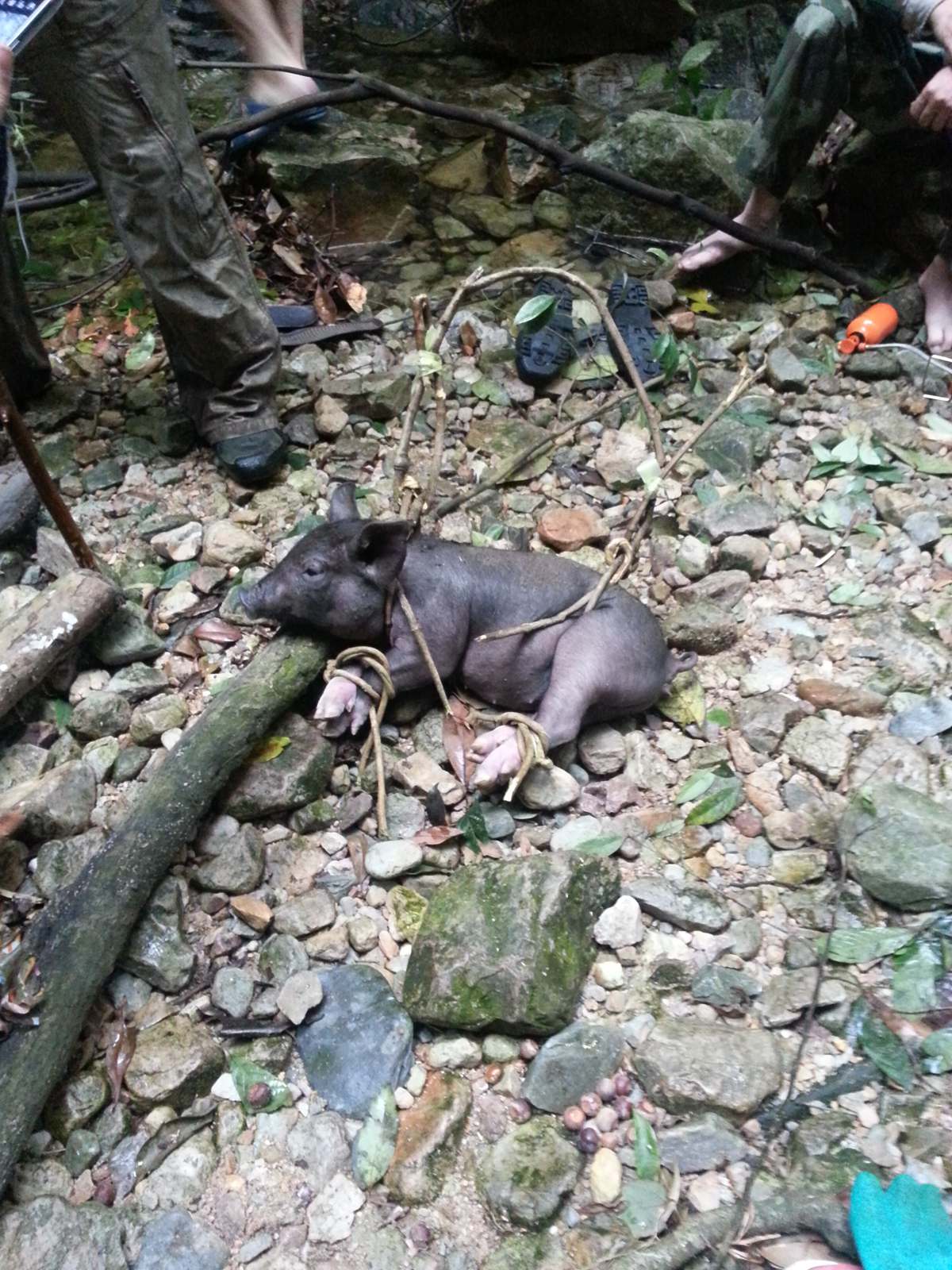 �����񹦲��ص�С����