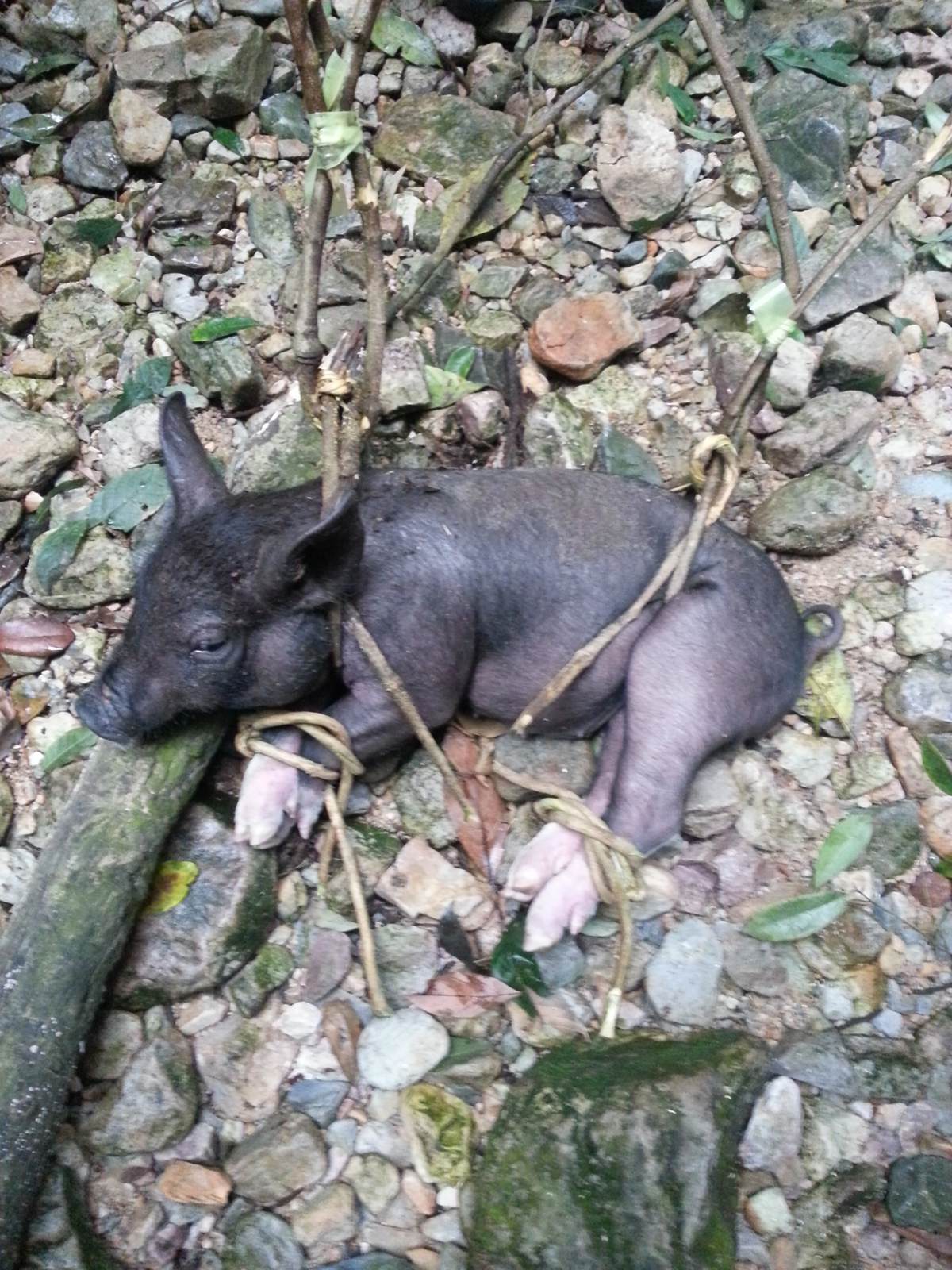 �����񹦲��ص�С����