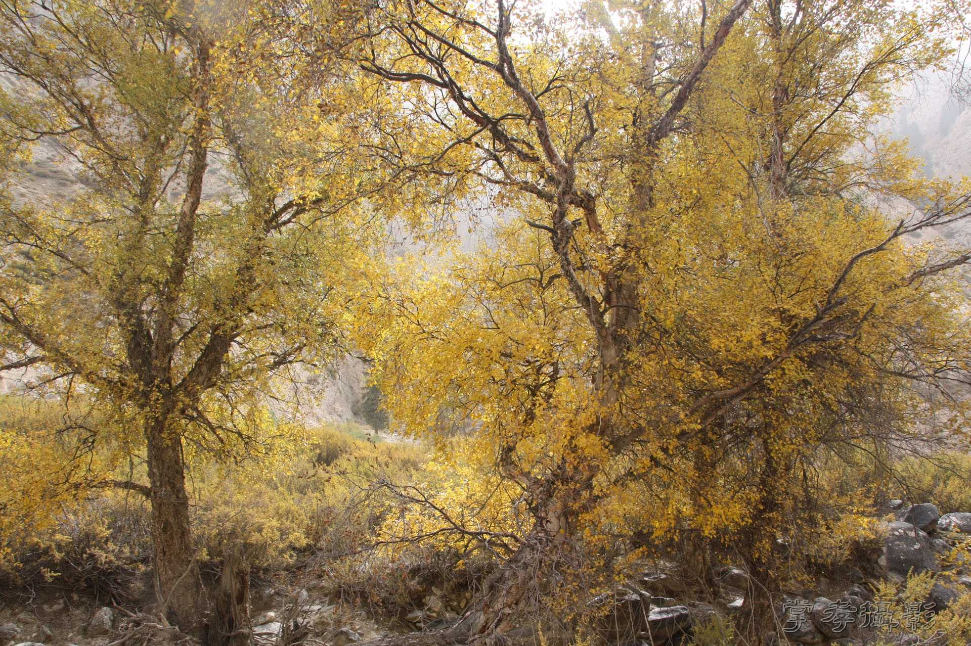 ͽ����Խ��ɽ����̾�����½� (1494).jpg