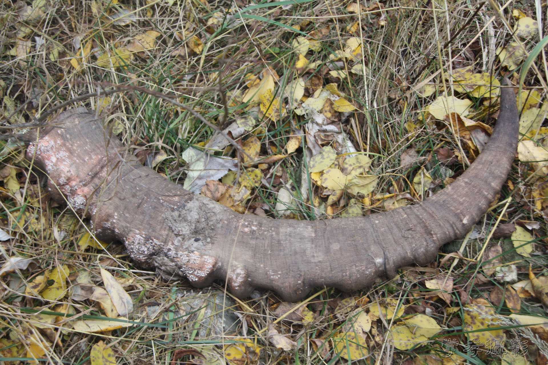 ͽ����Խ��ɽ����̾�����½� (2465).jpg