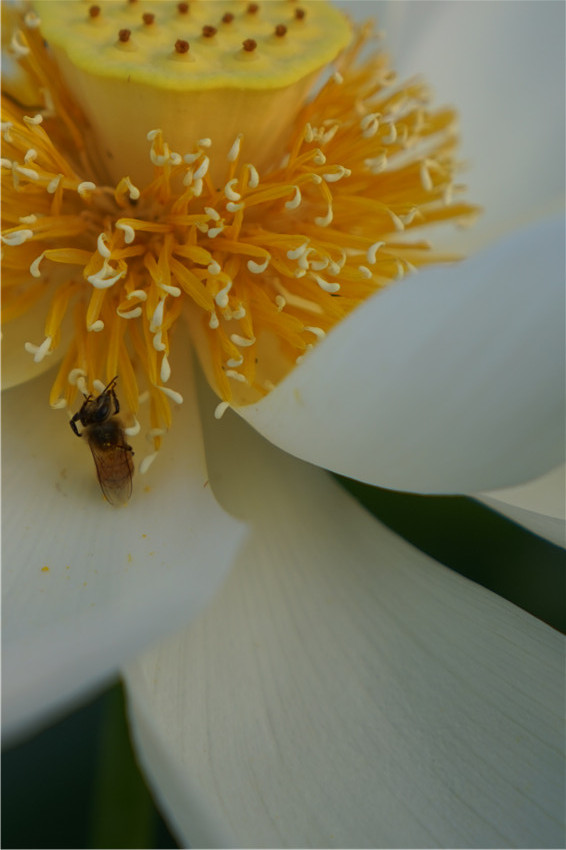 DSC01066 - ����_����.jpg