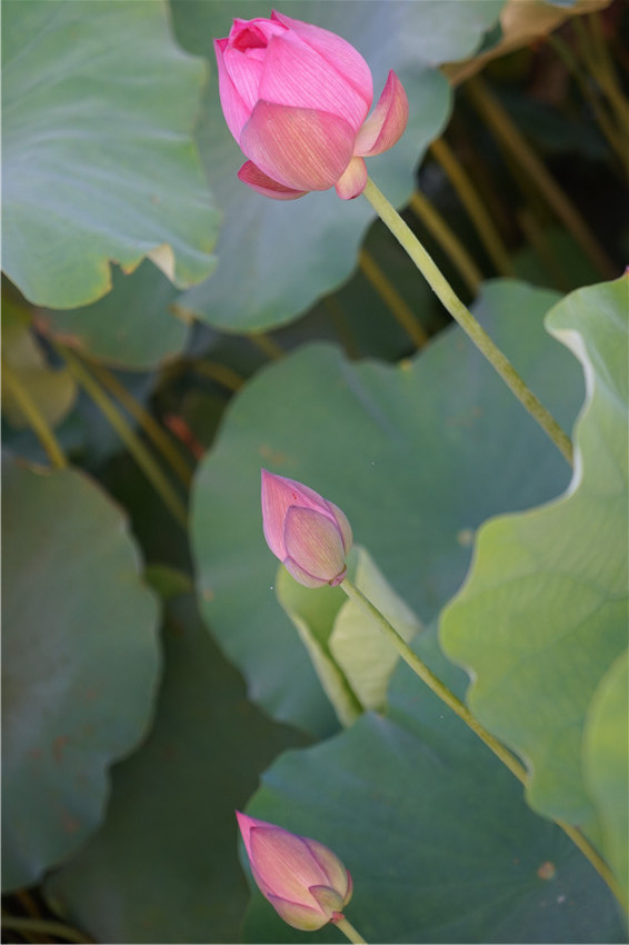 DSC01076 - ����_����.jpg