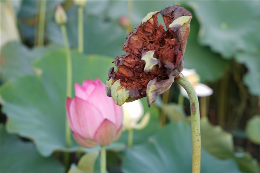 DSC01086 - ����_����.jpg