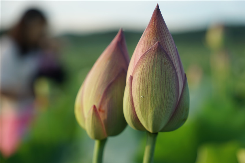 DSC01105 - ����_����.jpg