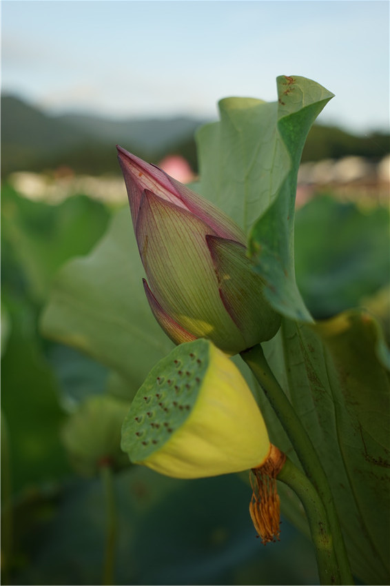 DSC01107 - ����_����.jpg