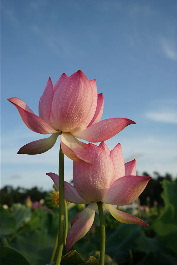 DSC01112 - ����_����.jpg