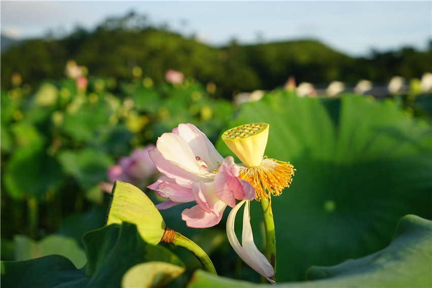 DSC01124 - ����_����.jpg