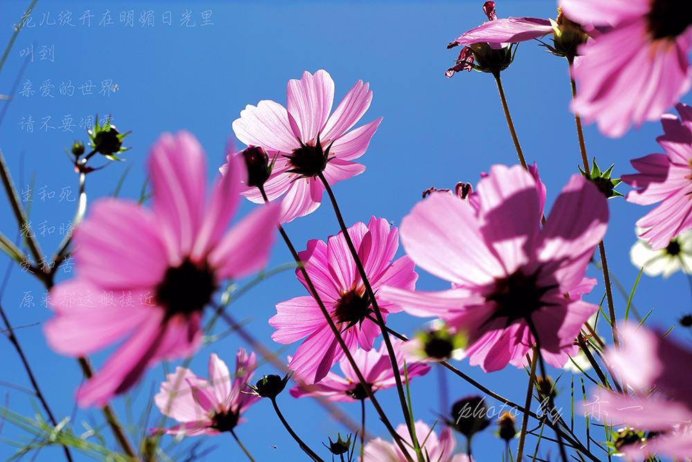 ���������⻨���Ӳ�����