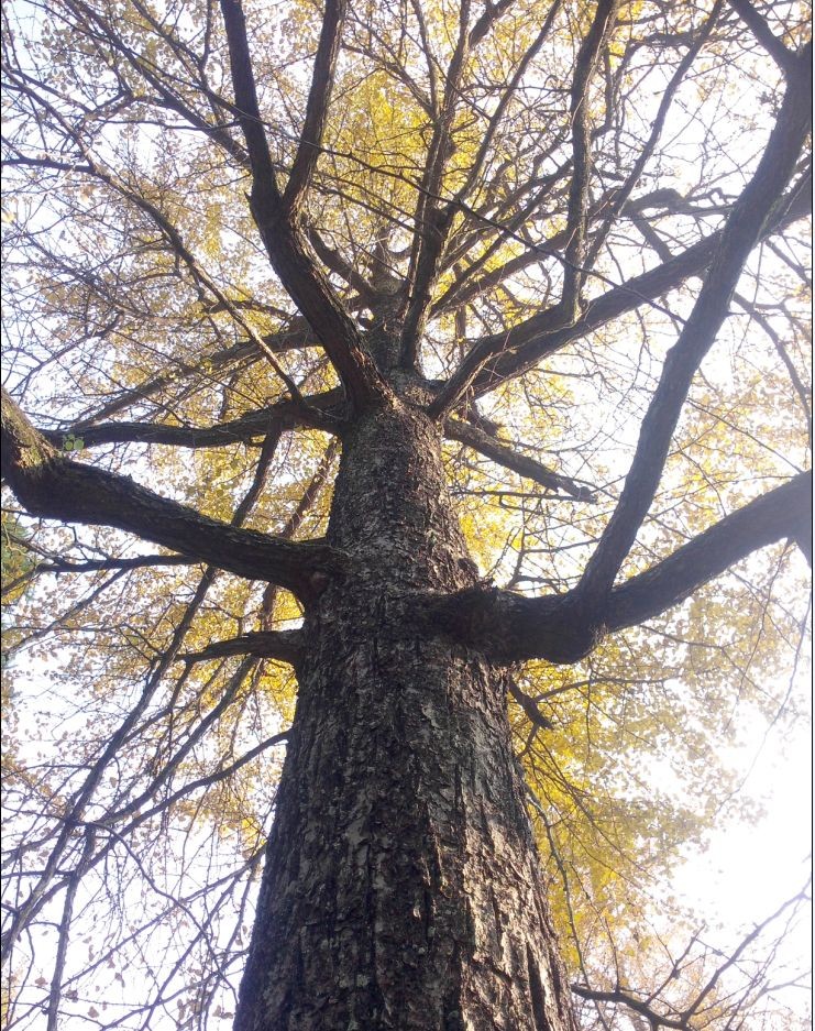 һ�Ű�����������̬