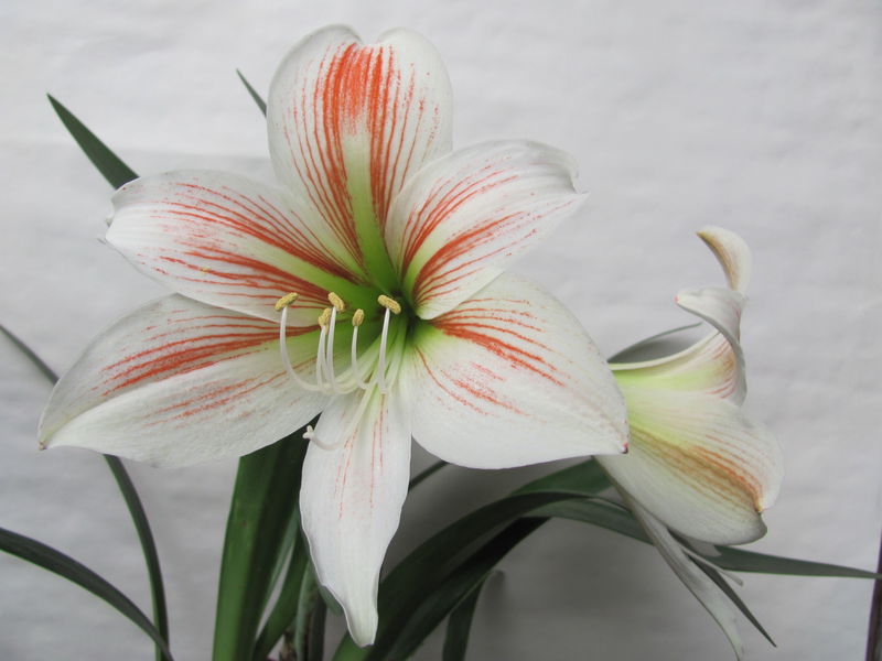 �춥��ĸ���