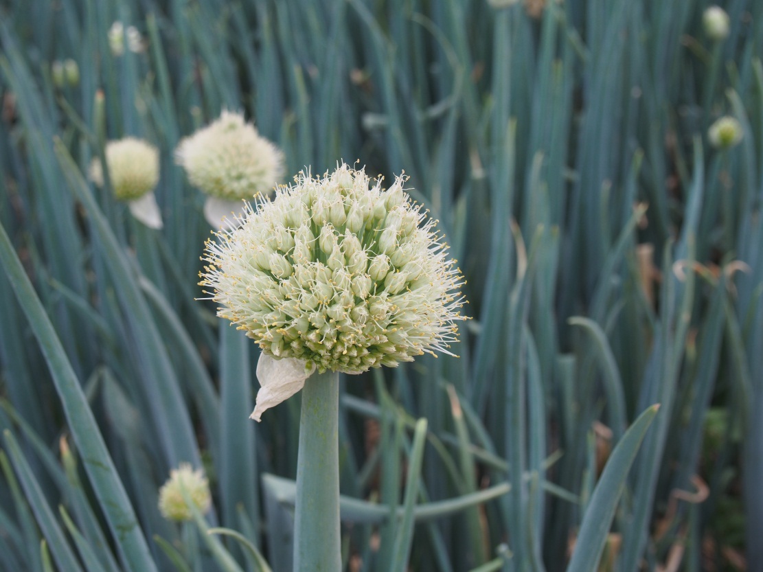 �緹������һ�ζ���