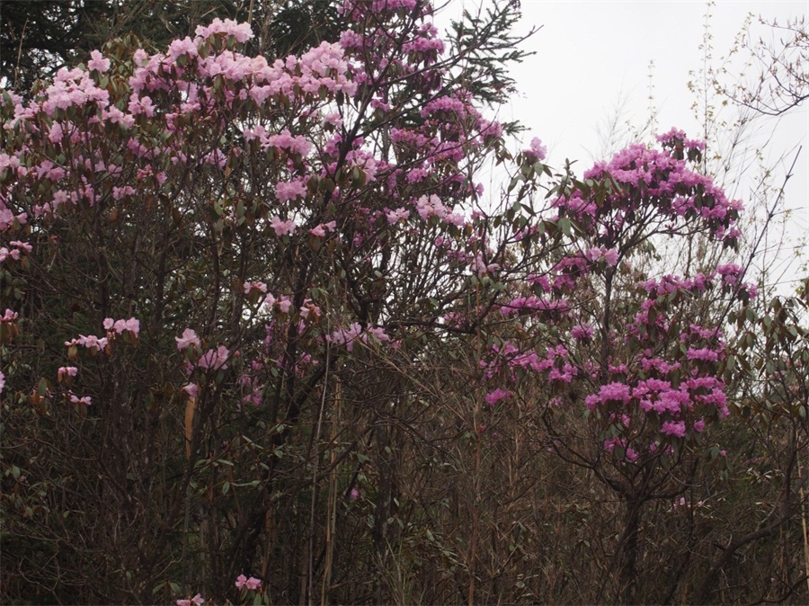 ·�ϼ��ܶ�ž黨��������Ӫ������