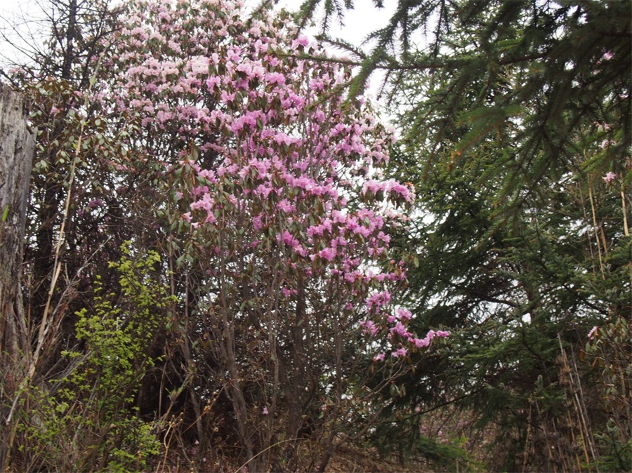 ·�ϼ��ܶ�ž黨��������Ӫ������