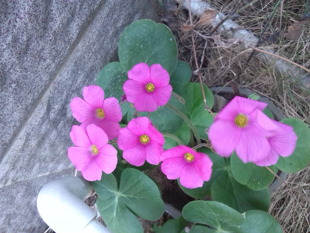 ����� 5.jpg