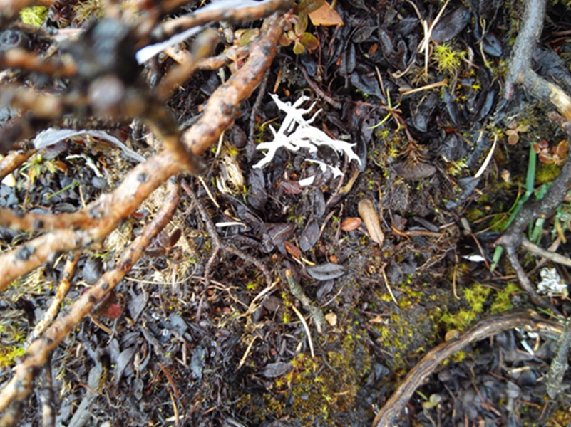 ̫��ɽѩ���裨��ɫ�ģ�