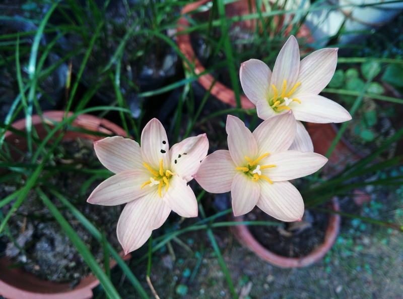 Zephyranthes 'Sunset Strain'