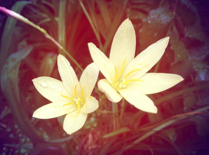 Zephyranthes primulina ǳ�ƾ���