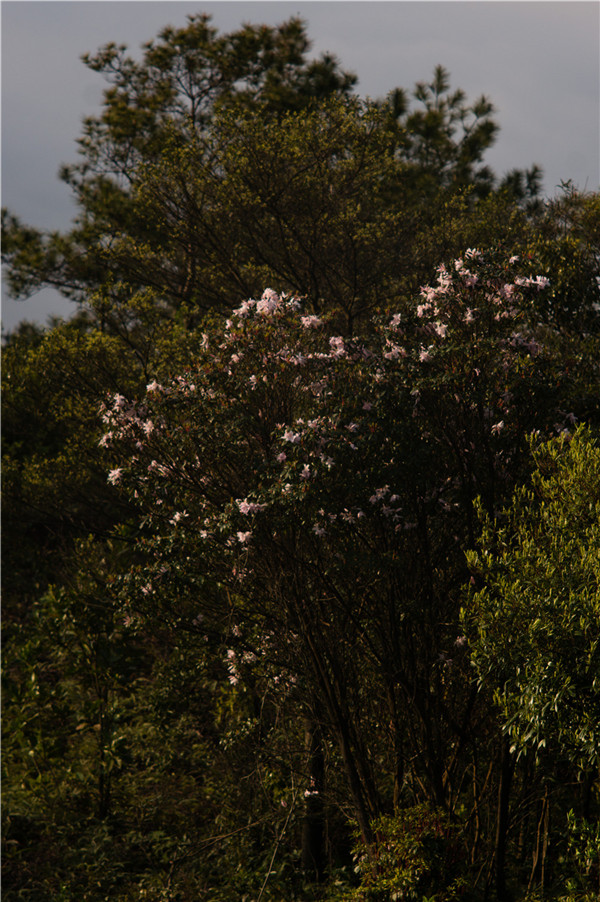 ����ʲô�����أ��ƽ��ž���