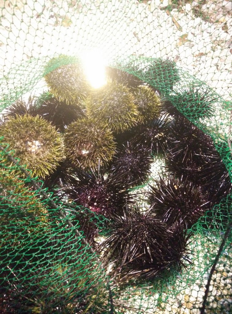 �ɴ��ĺ���