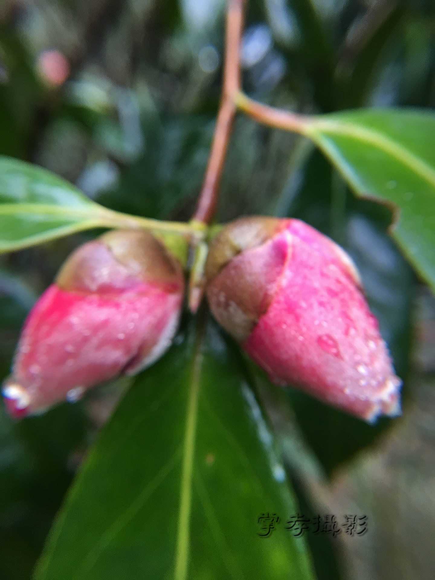 2017��Խ��������ʯ (47).jpg