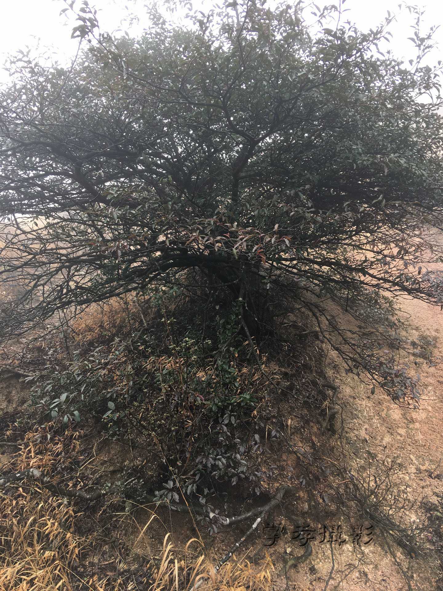 2017��Խ��������ʯ (53).jpg