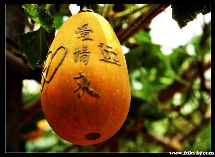 ������Զ