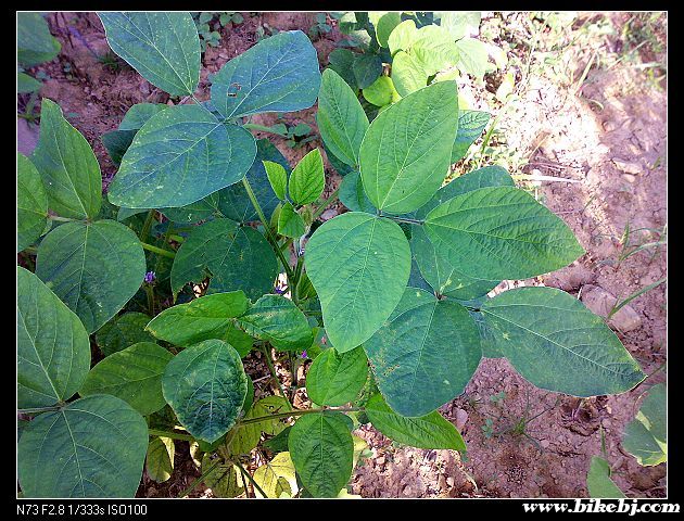 ˭֪������ʲôֲ�