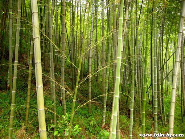 ��ɽ����