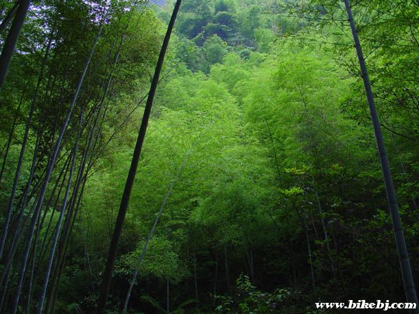 ʮ������