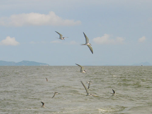 ����;�еĺ�ŷ�ͺ��࣡