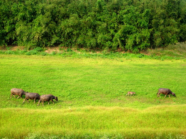 ������õ�����Ǳ��������