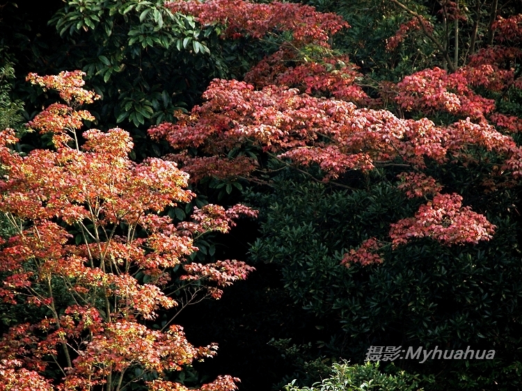ɽ�ϵĺ�Ҷ����